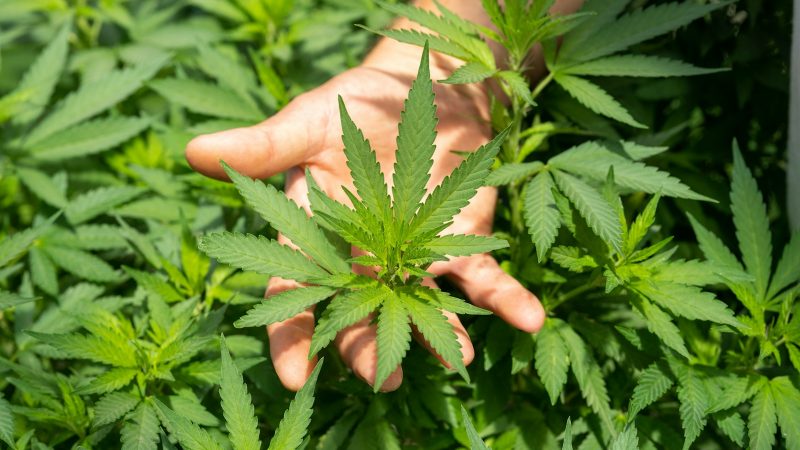 cbd spectrum definition et ses différentes variétés