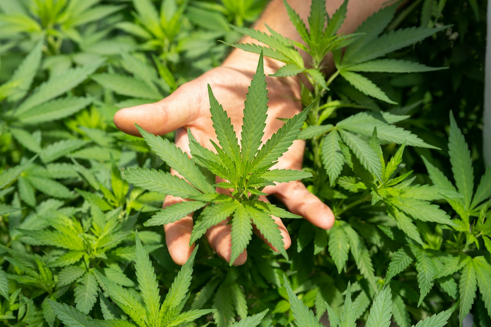 cbd spectrum definition et ses différentes variétés