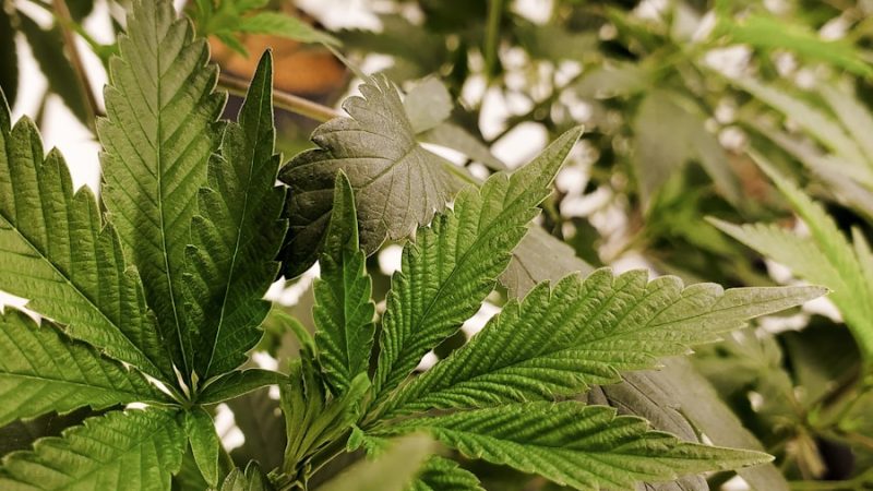 les risques cbd : ce que vous devez savoir