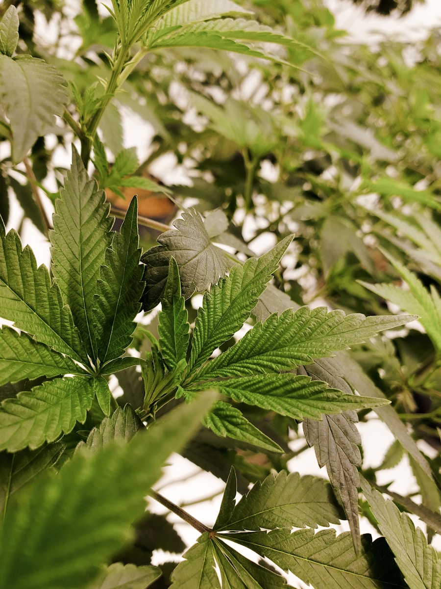 les risques cbd : ce que vous devez savoir