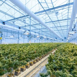 sativa ou indica : quel type de cannabis choisir ?