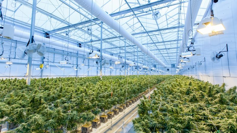 sativa ou indica : quel type de cannabis choisir ?