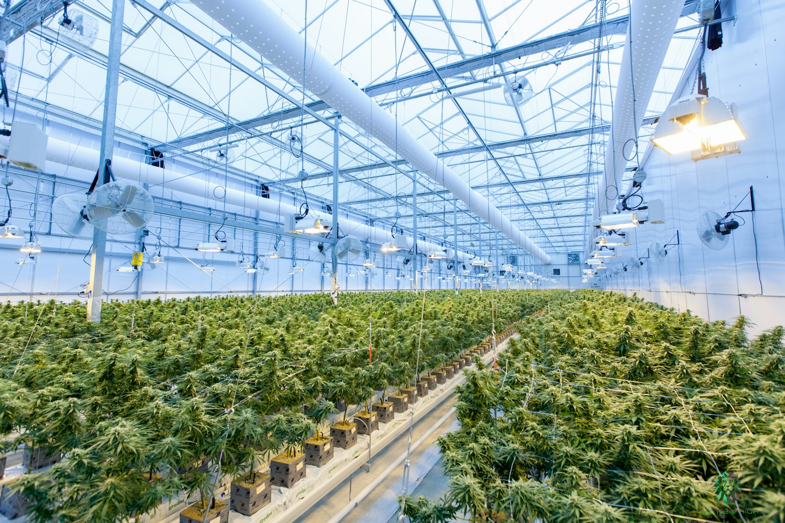 sativa ou indica : quel type de cannabis choisir ?