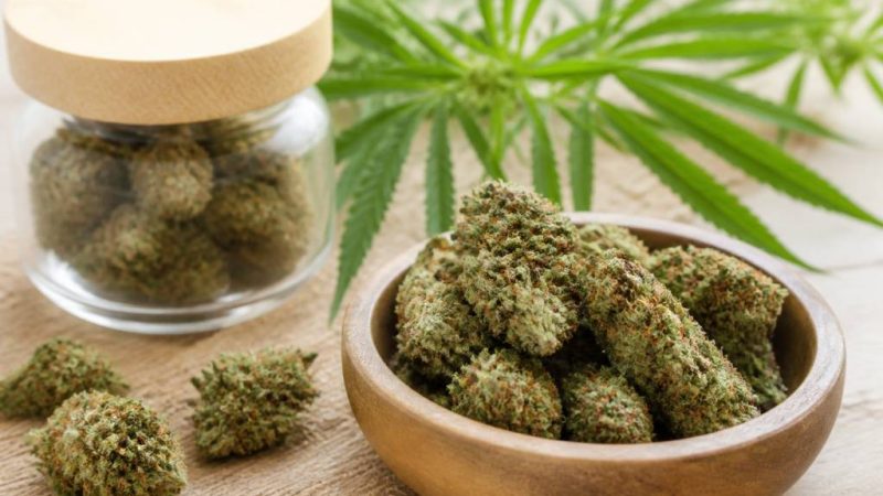 Fleur de chanvre cbd : bienfaits, usages et conseils pour bien la choisir