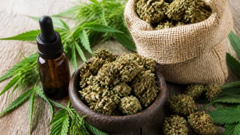Fleurs de chanvre cbd : usages, propriétés et critères de choix