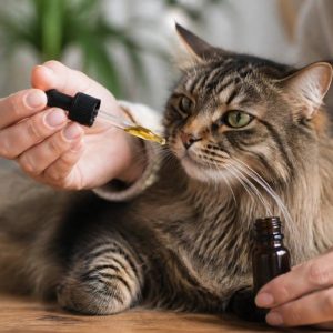 Cannabidiol pour chat : bienfaits, dosage et précautions d’usage