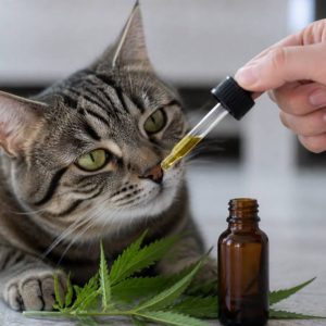 Cbd pour chats : usages, précautions et conseils essentiels