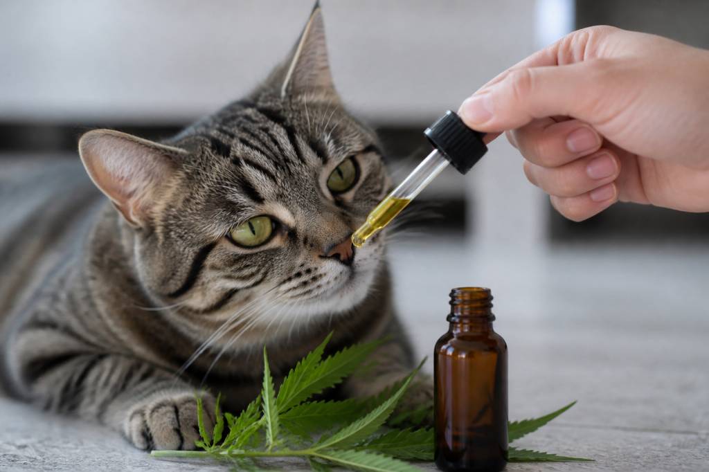 Cbd pour chats : usages, précautions et conseils essentiels