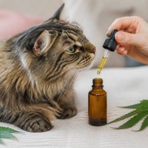 Cbd pour chat : bienfaits, usages et précautions d’emploi
