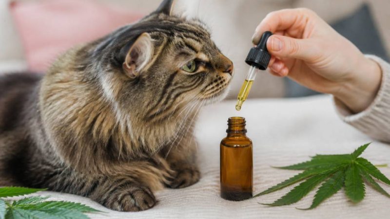 Cbd pour chat : bienfaits, usages et précautions d’emploi