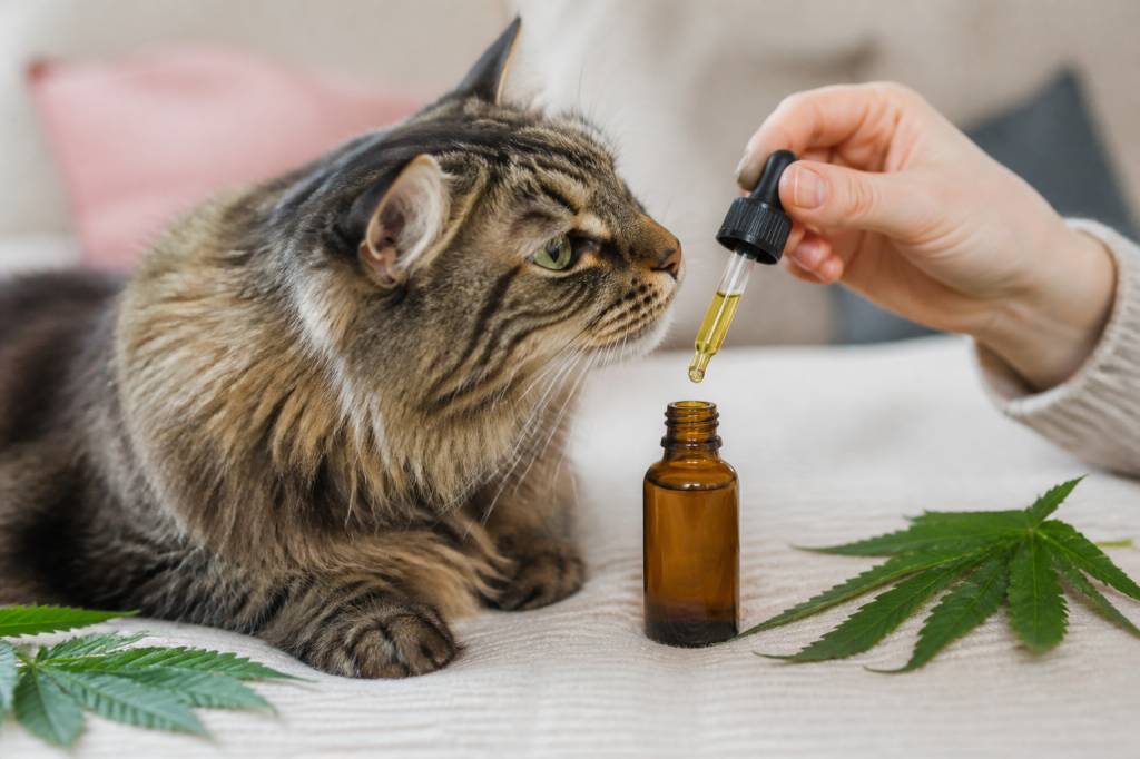 Cbd pour chat : bienfaits, usages et précautions d’emploi