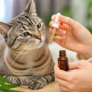 Cbd pour chat avis : bienfaits, précautions et conseils d’utilisation