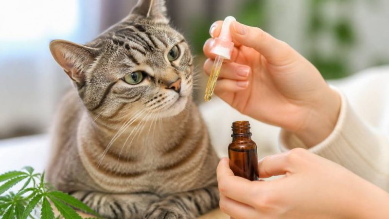 Cbd pour chat avis : bienfaits, précautions et conseils d’utilisation