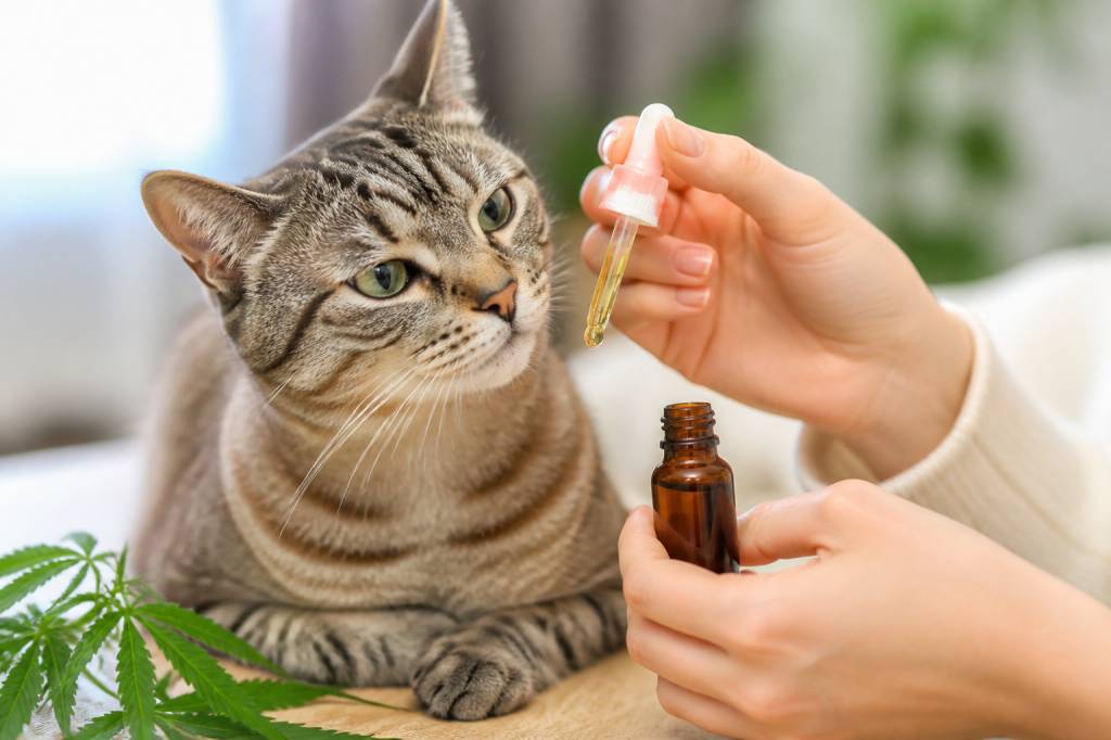 Cbd pour chat avis : bienfaits, précautions et conseils d’utilisation