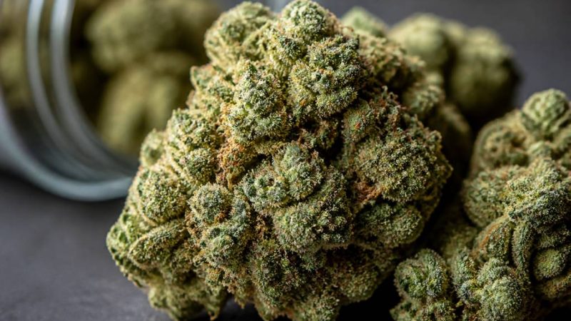 Sour diesel : origine, effets et caractéristiques de cette variété de cannabis